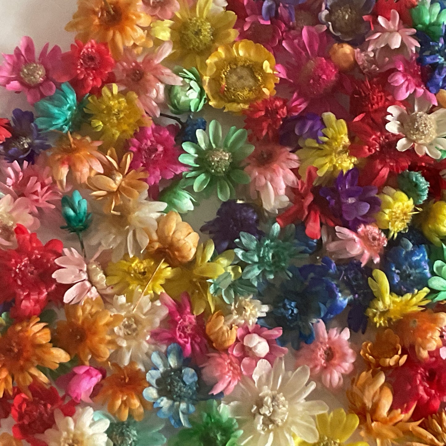 Multicolor Dried Flowers