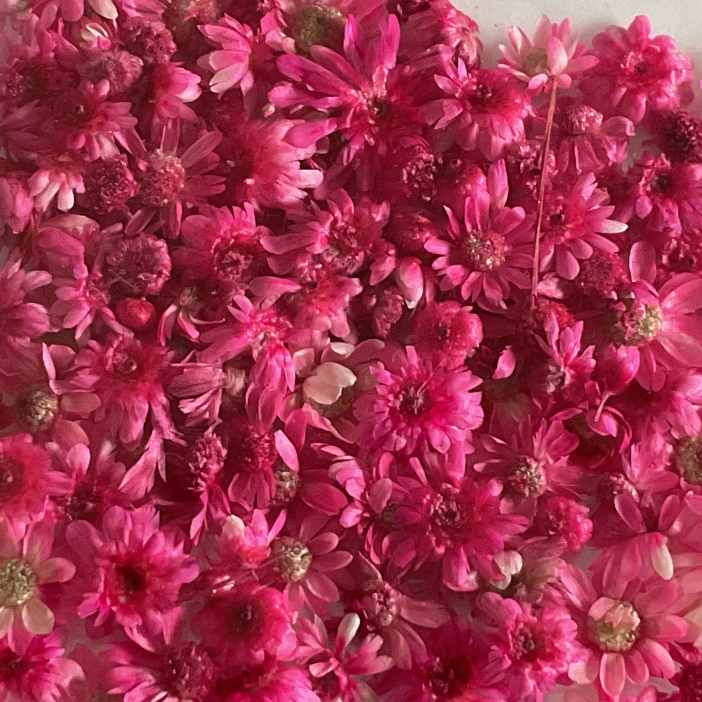Pink Dried Flowers