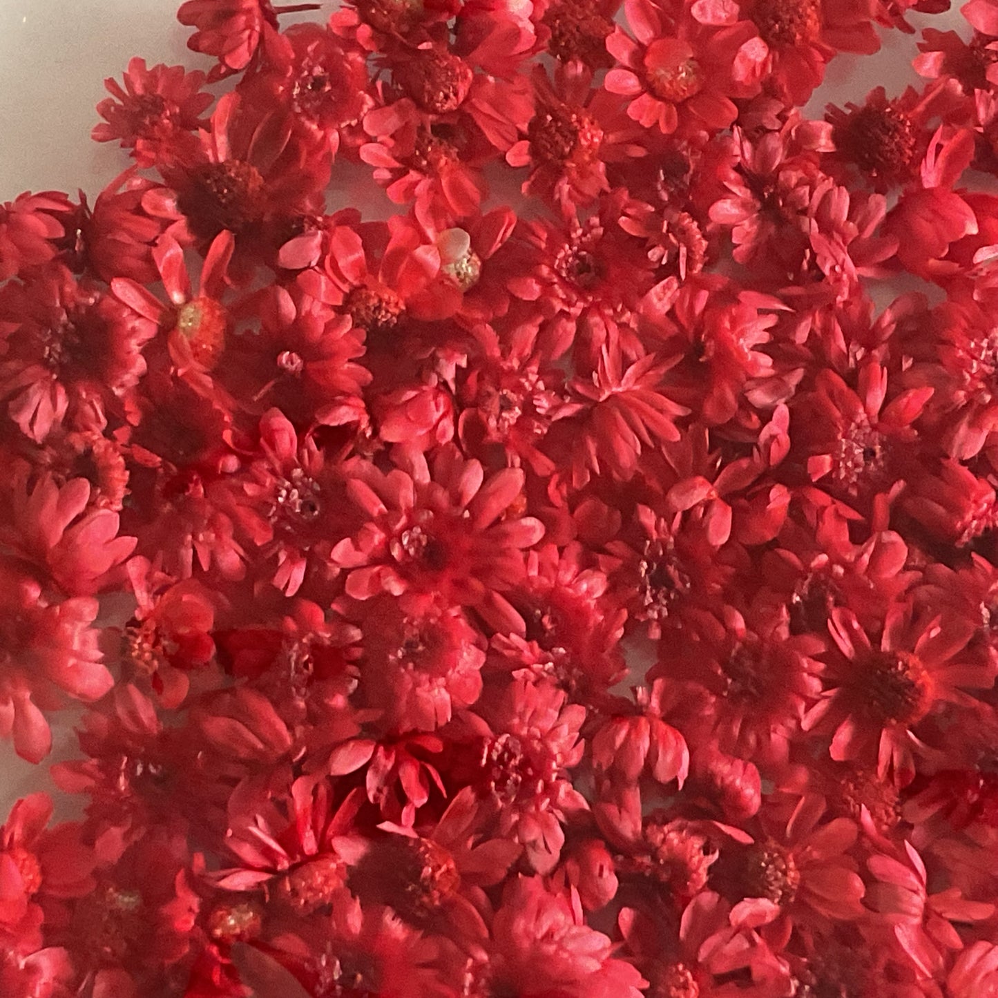 Red Dried Flowers