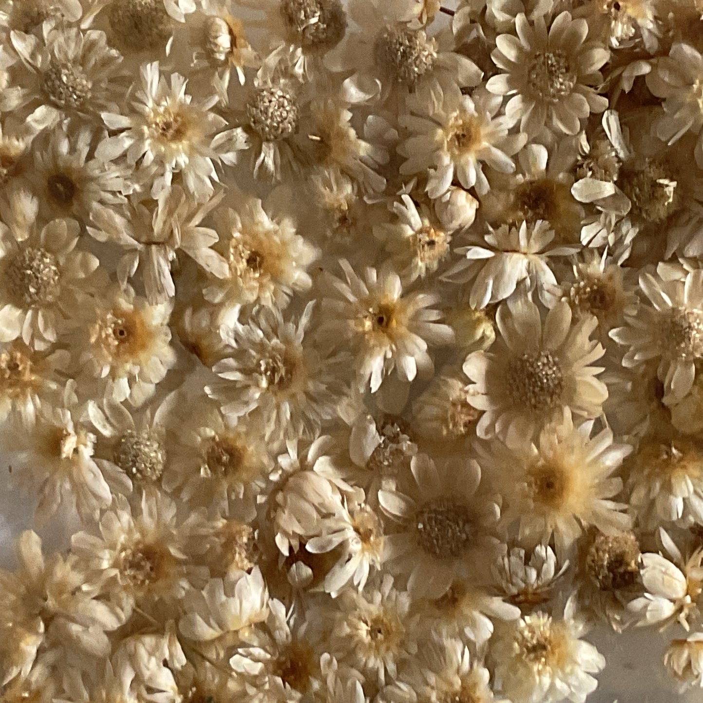 Natural Beige Dried Flowers
