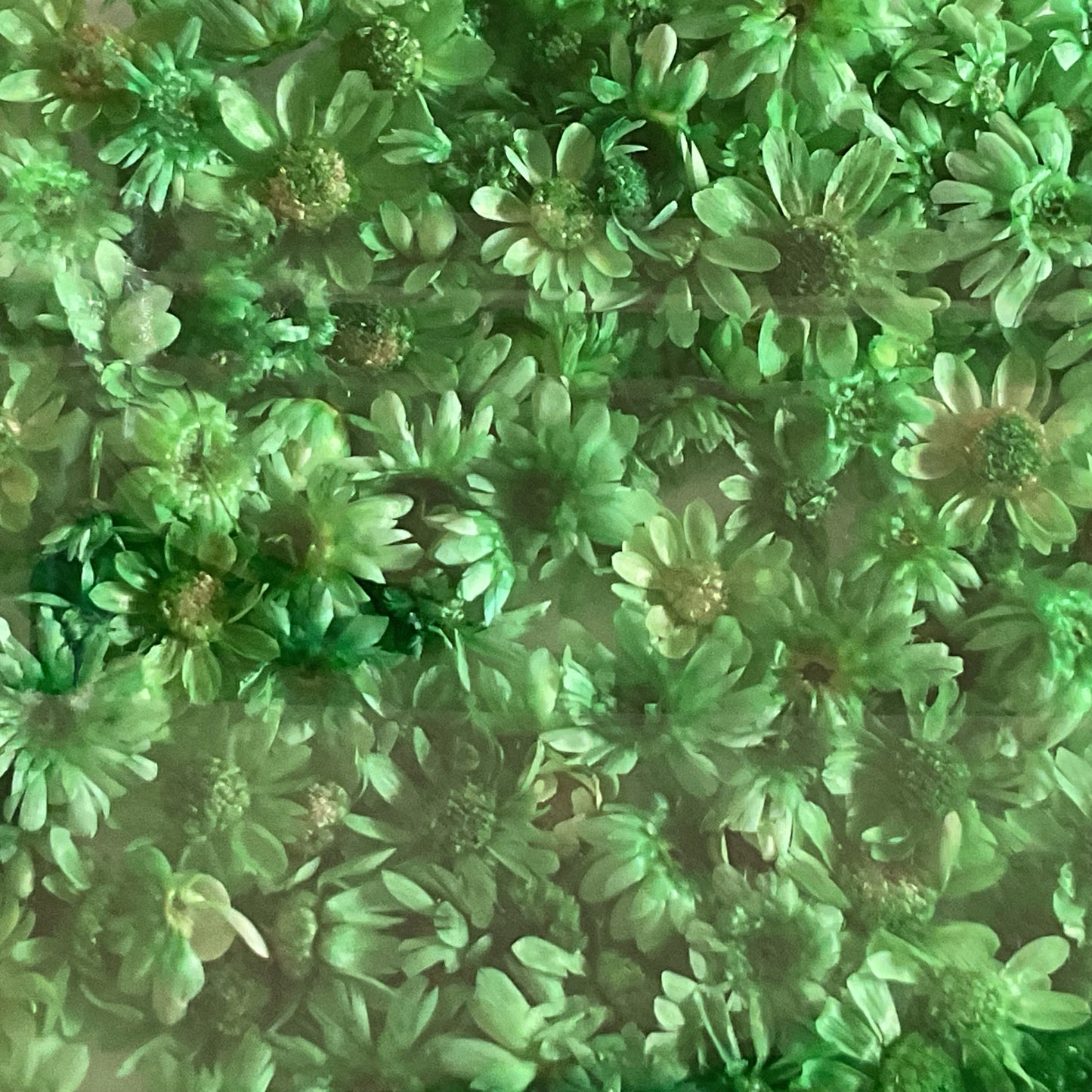 Green Dried Flowers