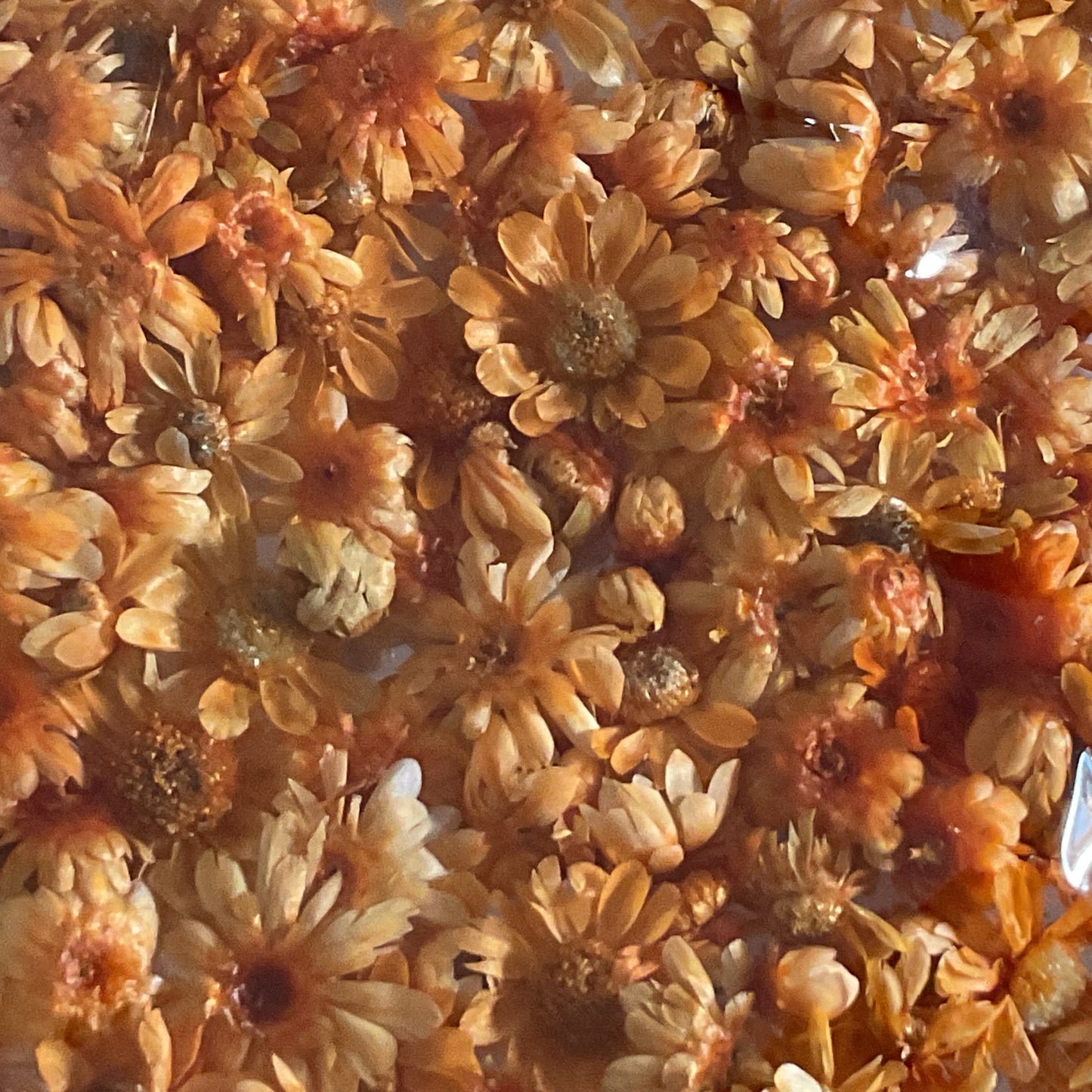 Orange Dried Flowers