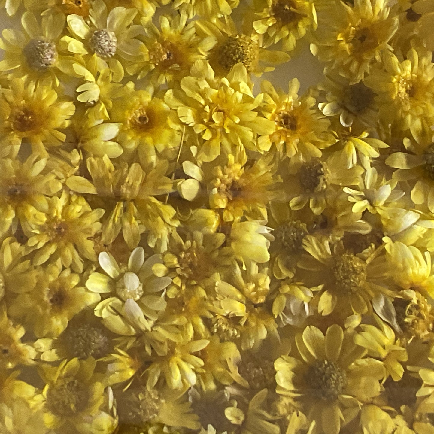 Yellow Dried Flowers