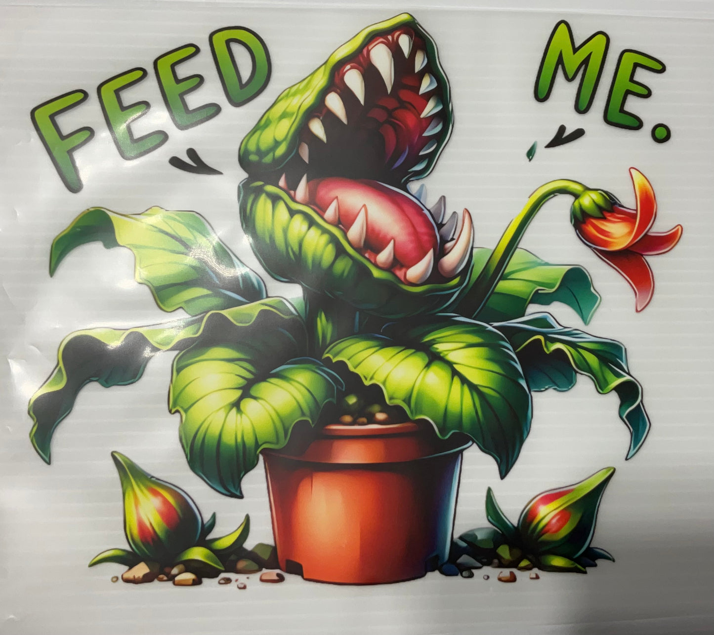 Venus Fly Trap Plant