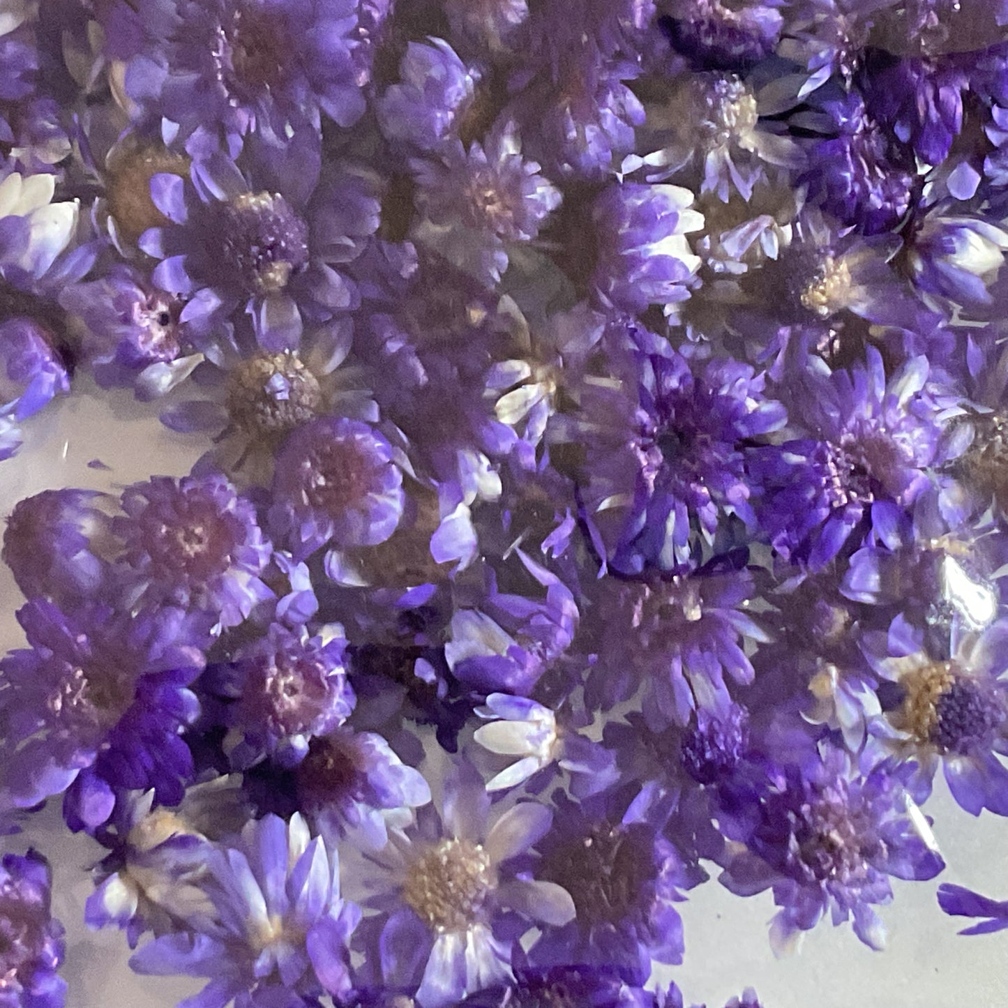 Purple Dried Flowers
