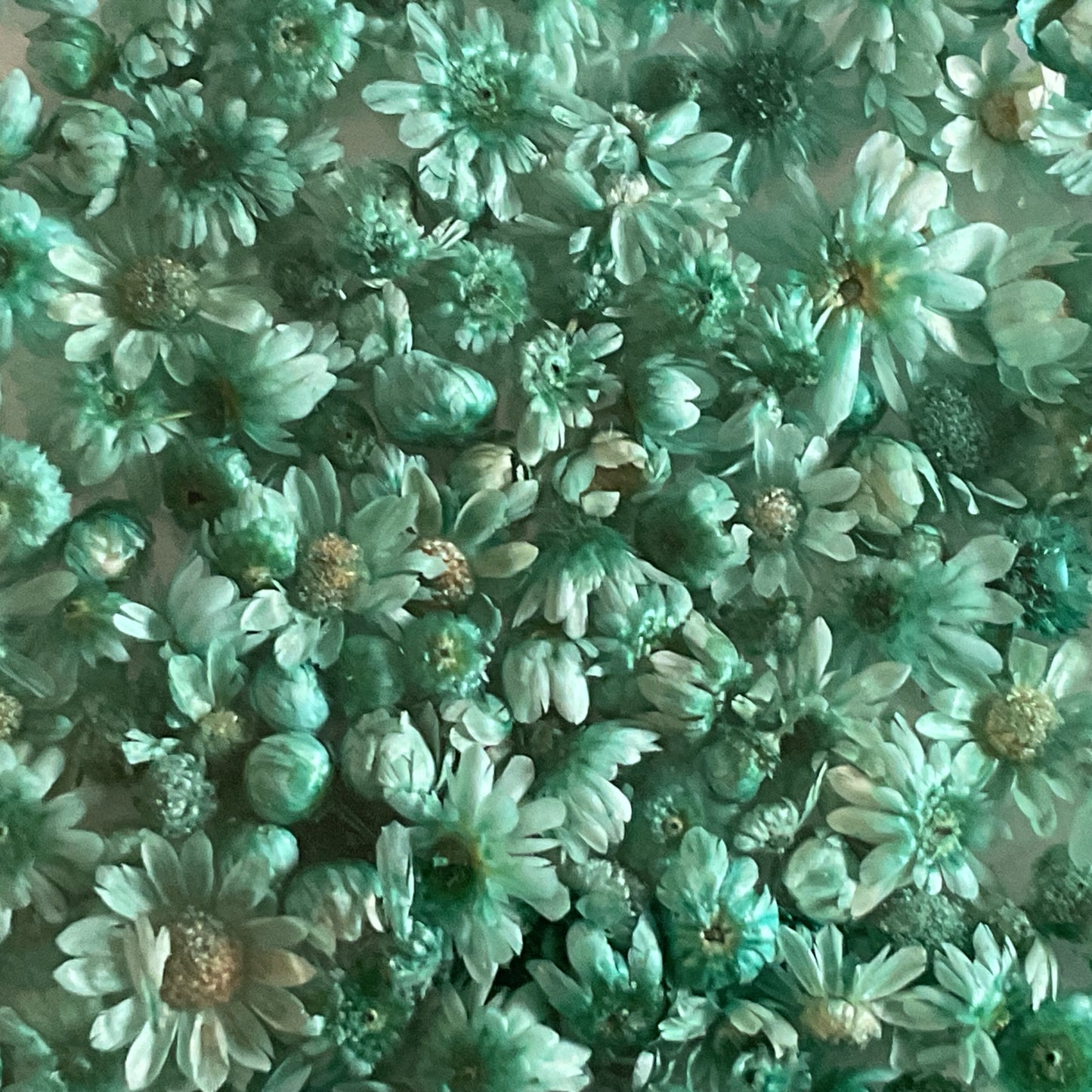 Mint Green Dried Flowers