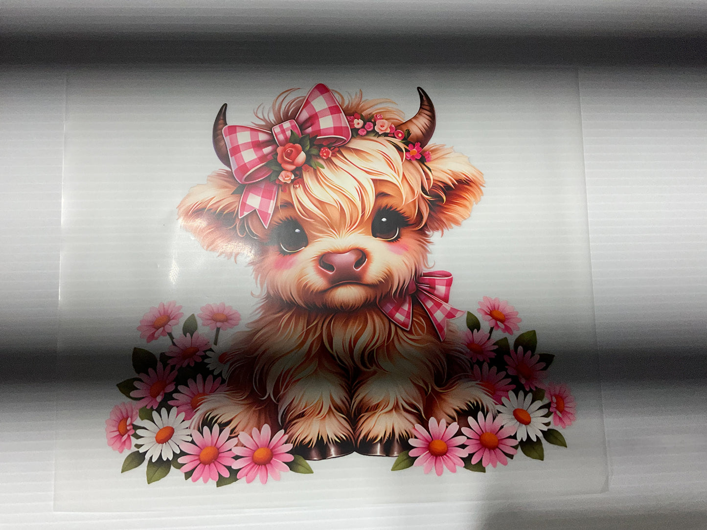 Baby Highland