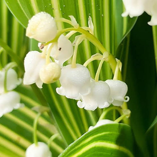 Lily of the Valley - Soy Wax Melts