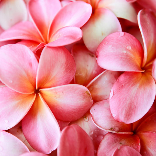Hawaiian Blooms - Soy Wax Melts