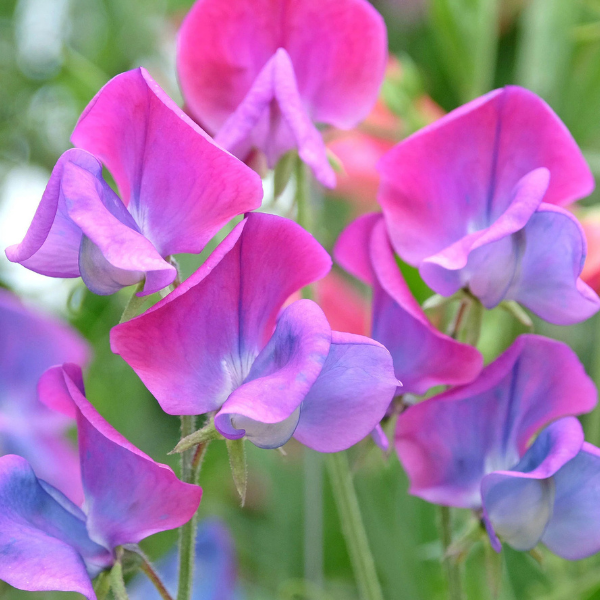 Sweet Pea & Violet - Soy Wax Melts